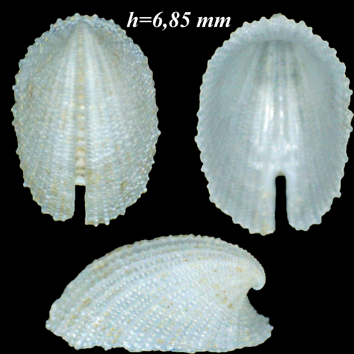 E. adriatica o E. octaviana ?